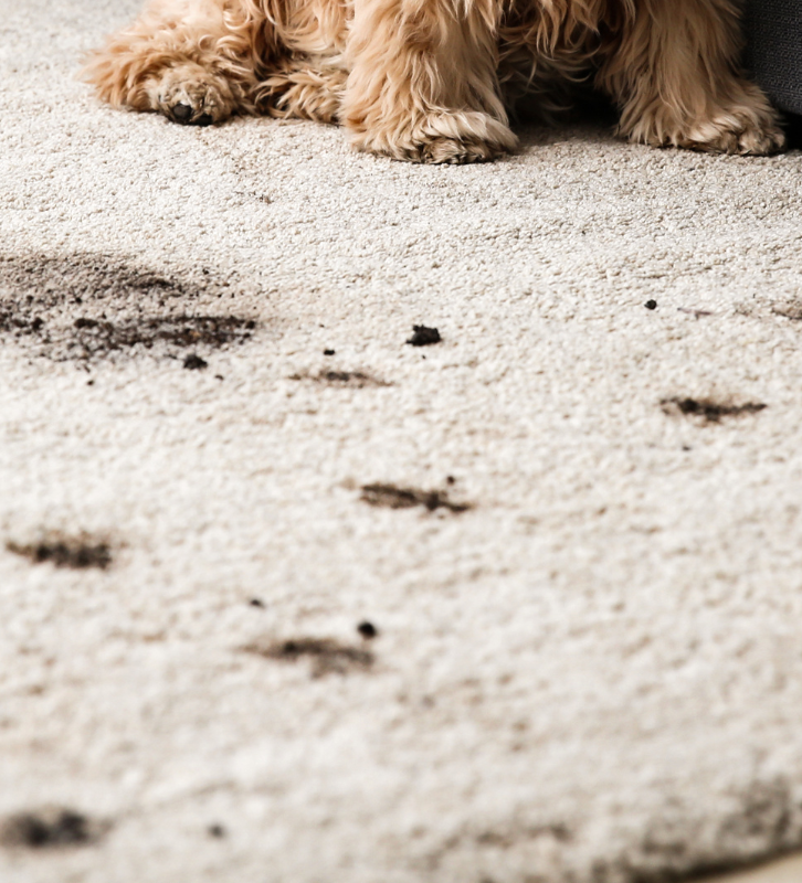 carpet cleaning before